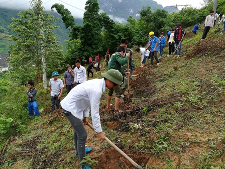 Các lực lượng giúp nhân dân Bản On đào hố chuẩn bị trồng quế