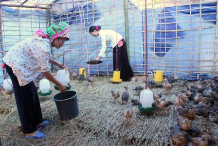 Bà con bản Choom Chăng, xã Thân Thuộc chăm sóc đàn gà