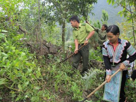Nhờ có Quỹ dịch vụ môi trường rừng, việc chăm sóc, bảo vệ rừng ở Lai Châu được thực hiện rất tốt, người dân được hưởng lợi từ rừng