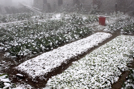 Đợt rét đậm, rét hại đầu năm đã ảnh hưởng rất lớn đến sản xuất nông nghiệp của tỉnh