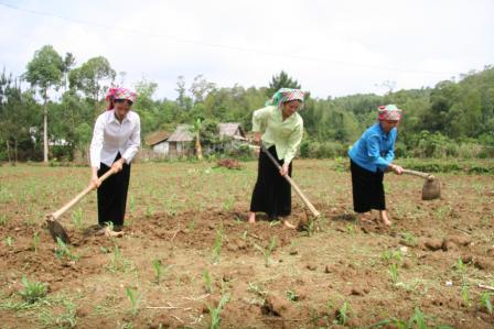 Nhờ hỗ trợ giống cây trồng, bà con bản Ngà, xã Mường Than, huyện Than Uyên thuận lợi phát triển sản xuất