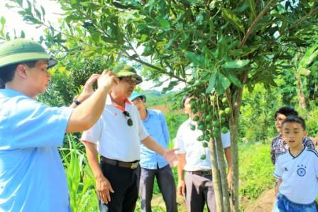 Đoàn công tác thăm mô hình trồng cây Mắc ca tại xã Thèn Sin