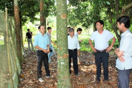 Phó Chủ tịch UBND tỉnh Lê Trọng Quảng thăm vườn quế ở khu 1, thị trấn Tân Uyên