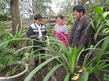 Anh Sùng A Phùa - Phó Trưởng bản Sàng Mà Pho (người thứ nhất từ trái sang) hướng dẫn Nhân dân cách chăm sóc địa lan