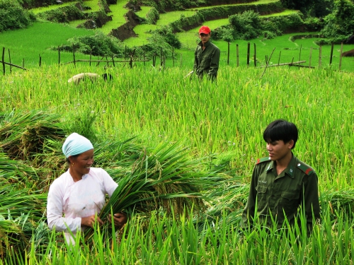         Bộ đội Biên phòng Lai Châu, giúp đồng bào thu hoạch lúa