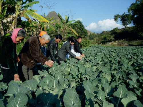                                                          Tổ dân vận Tổ dân phố số 5 thăm mô hình trồng rau của gia đình bà Nghiêm Thị Bè