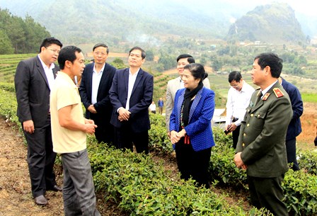 Đoàn công tác Ban Thường vụ Tỉnh ủy khảo sát thực địa diện tích trồng chè tuyết san tại bản Nậm Sáng (xã Phúc Than).
