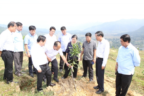 Đoàn công tác BTVTU kiểm tra tình hình trồng mắc ca của Công ty TNHH Him Lam Lai Châu (xã Mường Cang, huyện Than Uyên)
