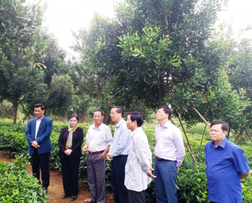 Các đồng chí lãnh đạo tỉnh, huyện thăm mô hình cây mắc ca trồng xen chè tại thị trấn Tân Uyên