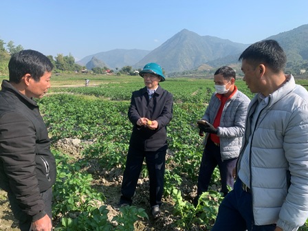 Lãnh đạo huyện cùng cấp uỷ, chính quyền và các đoàn thể xã Mường Kim kiểm tra, đánh giá chất lượng sinh trưởng, phát triển của cây khoai tây vụ Đông trên cánh đồng