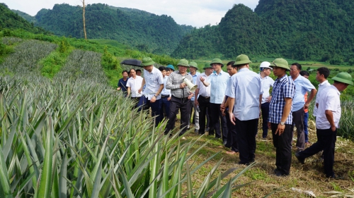 Đồng chí Hà Trọng Hải - TUV, Phó Chủ tịch UBND tỉnh thăm quan vùng trồng dứa của Công ty