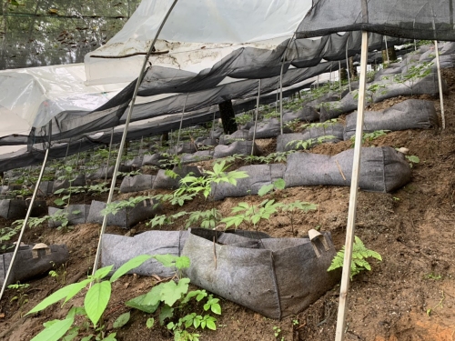 Vườn giống Sâm Lai Châu tại huyện Mường Tè