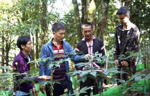 Những năm gần đây huyện Mường Tè đã quan tâm chú trọng phát triển các loại cây dược liệu quý dưới tán rừng