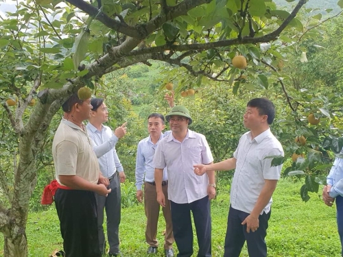Lãnh đạo Hội Nông dân tỉnh thăm mô hình trồng và chăm sóc cây Lê tại xã Giang Ma, huyện Tam Đường