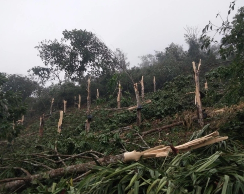 Hàng trăm cây cao-su của Công ty cổ phần Cao-Su 2 Lai Châu bị gãy, đổ do dông lốc