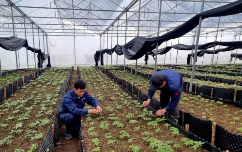 Công nhân công ty Sâm Pisilung chăm sóc vườn sâm Lai Châu