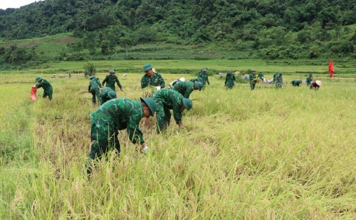 Bộ đội Biên phòng giúp đỡ Nhân dân thu hoạch lúa