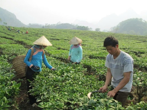 Cây chè mang lại thu nhập cho người xã Khun Há