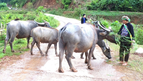 Người dân xã Nậm Cuổi phát triển chăn nuôi nuôi nâng cao thu nhập