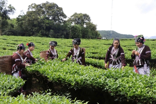 Phụ nữ tích cực vươn lên phát triển kinh tế, xây dựng cuộc sống ấm no, hạnh phúc