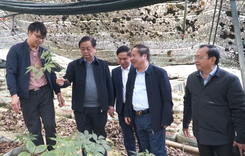 Phó Chủ tịch Quốc hội Lê Minh Hoan thăm vườn bảo tồn Sâm tại bản Xin Chải, xã Tả Lèng