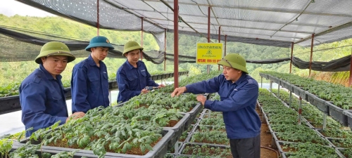 Sâm Lai Châu được các doanh nghiệp, các hộ gia đình trồng, chăm sóc, góp phần mang lại giá trị kinh tế