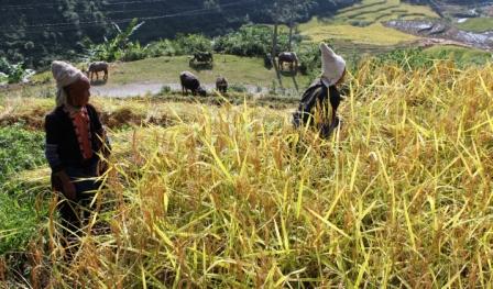 Bà con trong huyện được mùa nhờ tích cực đưa giống lúa mới vào sản xuất