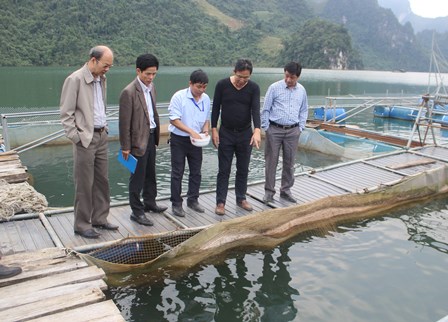 Đồng chí Lê Trọng Quảng - TUV, Phó Chủ tịch UBND tỉnh, Phó BCĐ  Chương trình xây dựng NTM của tỉnh kiểm tra mô hình nuôi cá lồng  tại xã Nậm Mạ (huyện Sìn Hồ)