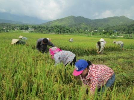 Đẩy mạnh đưa các giống lúa chất lượng cao vào gieo trồng góp phần nâng cao thu nhập cho người nông dân