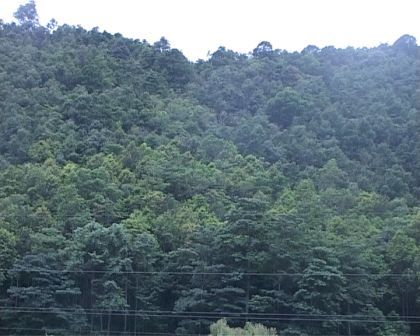 Cánh rừng xanh tốt ở xã Sơn Bình - Tam Đường (ảnh: Ngọc Lân)