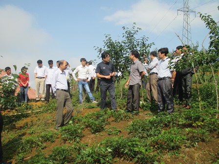 Đoàn thăm quan vườn cây ăn quả ôn đơi tại bản Bãi Bằng, Giang Ma (Tam Đường)