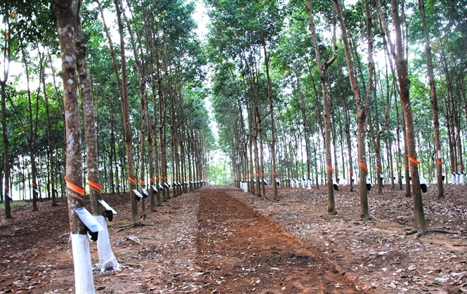 Rừng cao su tại Nông trường Lùng Thàng (Sìn Hồ) đã thu hoạch sản phẩm cao su chất lượng đưa ra thị trường