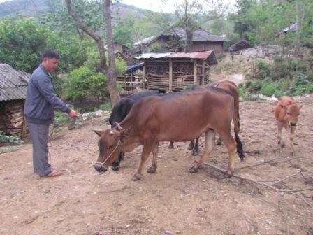 Mô hình nuôi bò sinh sản tại xã Sùng Phài - Tam Đường (ảnh: Thanh Hoa)
