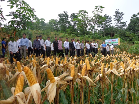 Việc đưa các giống ngô mới vào sản xuất đã làm nâng cao năng suất, sản lượng, góp phần không nhỏ trong việc phát triển kinh tế, xoá đói giảm nghèo cho người dân