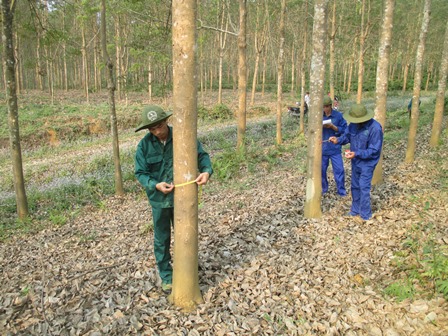 Công nhân Nông trường cao su Lùng Thàng tiến hành đo vanh xác định cây đạt tiêu chuẩn khai thác