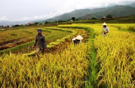 Nhờ đưa các giống mới vào sản xuất góp phần nâng cao năng suất, sản lượng lúa (ảnh: TT)