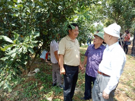   Các nhà khoa học, đại diện Hiệp hội mắc ca Việt Nam tham quan vườn trồng mắc ca Công ty TNHHMTV Khánh Hòa ở Thành phố Lai Châu