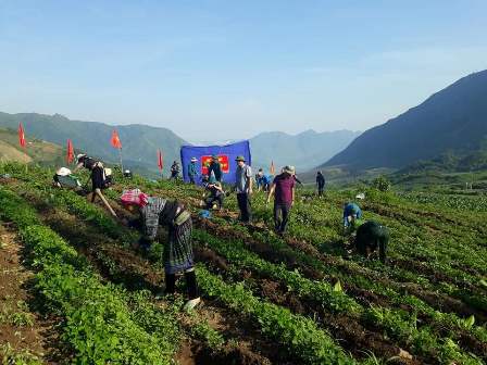   Nhân dân các bản vùng cao xã Tà Mung tích cực hưởng ứng trồng chè,  góp phần chuyển dịch cơ cấu kinh tế, xóa đói, giảm nghèo