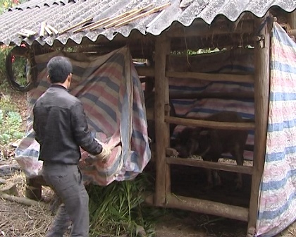 Người dân xã San Thàng (TP Lai Châu) che chắn chuồng trại cho trâu bò trong đợt rét