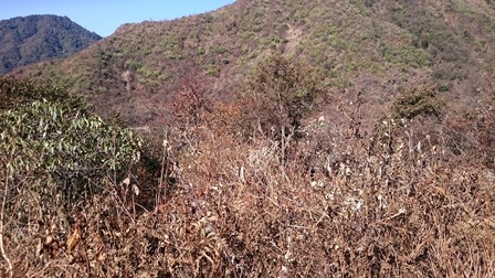Thảm thực vật huyện Tam Đường bị chết khô sau đợt băng tuyết trước tết