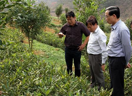 Đoàn công tác thăm vườn ươm cây Mắc ca tại xã Lản Nhì Thàng, huyện Phong Thổ
