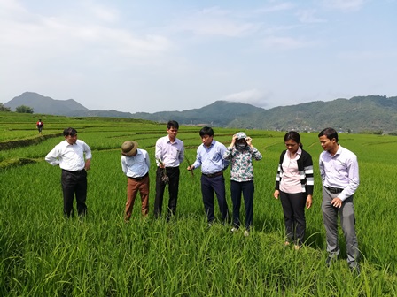 Đảm bảo gieo cấy lúa và cây trồng vụ Đông Xuân kịp thời vụ  với trên 6,7 nghìn ha