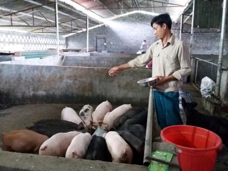   Anh Nguyễn Hữu Kiên chăm sóc đàn lợn