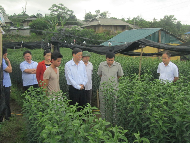 Đồng chí Vũ Văn Hoàn, Phó Bí thư Tỉnh ủy, Chủ tịch HĐND tỉnh cùng đoàn thăm mô hình trồng hoa tại xã Giang Ma