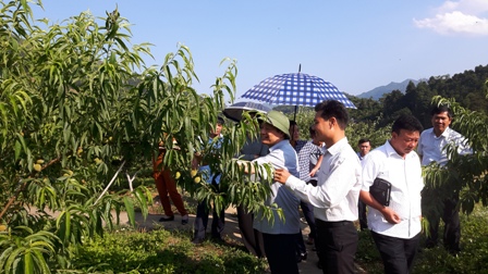 Đoàn công tác Tỉnh ủy Lai Châu thăm vườn Đào ra trái muộn,  tại Trại nghiên cứu và sản xuất rau quả huyện Bắc Hà
