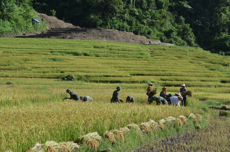 Bộ đội Biên phòng giúp Nhân dân xã Hua Bùm thu hoạch lúa