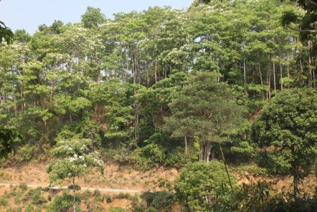 Công tác quản lý, bảo vệ và phát triển rừng của tỉnh những năm qua được thực hiện tốt, nâng tỷ lệ che phủ rừng toàn tỉnh lên 46,8%