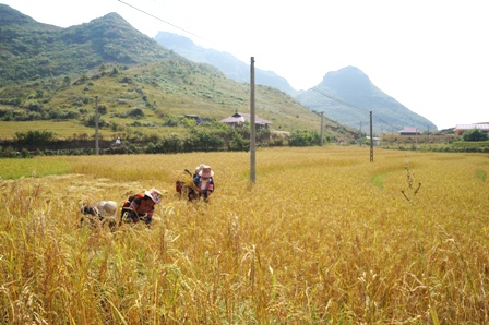 Mùa vàng bội thu trên cánh đồng lúa nước của đồng bào vùng cao xã Sà Dề Phìn (huyện Sìn Hồ)