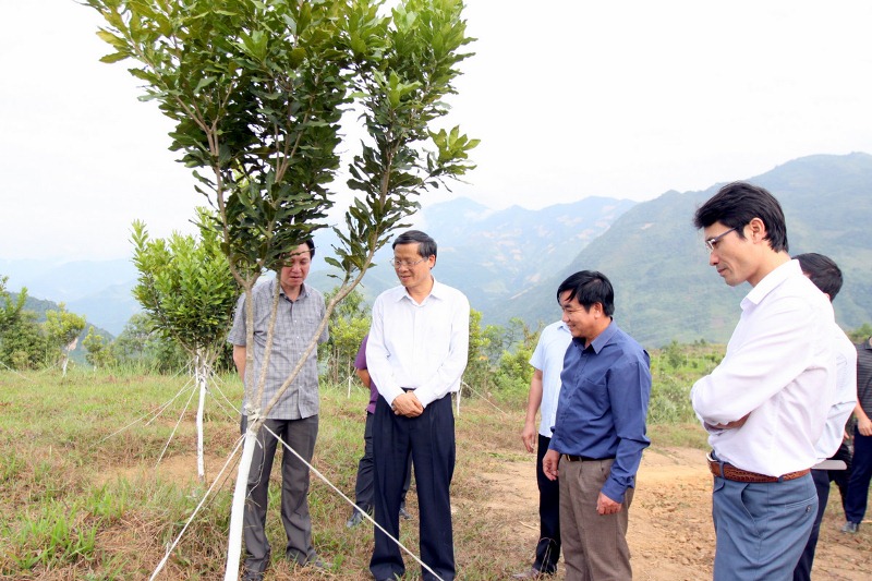 Đoàn công tác của tỉnh thăm mô hình trồng mắc ca tại xã Lê Lợi, huyện Nậm Nhùn
