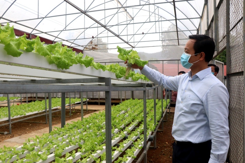 Đ/c Trần Tiến Dũng - Phó Bí thư Tỉnh ủy, Chủ tịch UBND tỉnh thăm mô hình sản xuất rau thủy canh thuộc dự án ứng dụng nông nghiệp công nghệ cao